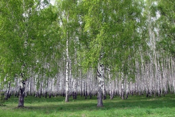 Береза в Удмуртии