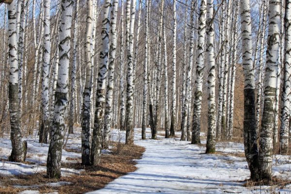 Березовая роща Тутаев