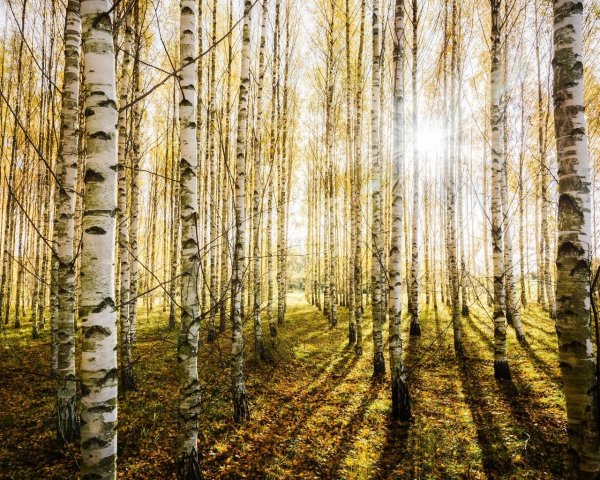 Береза ранней весной