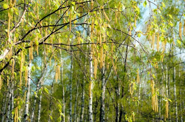 Дерево береза весной