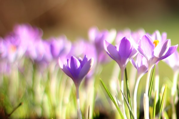 Первоцветы подснежники крокусы