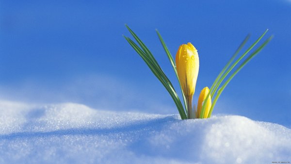Цветы в снегу