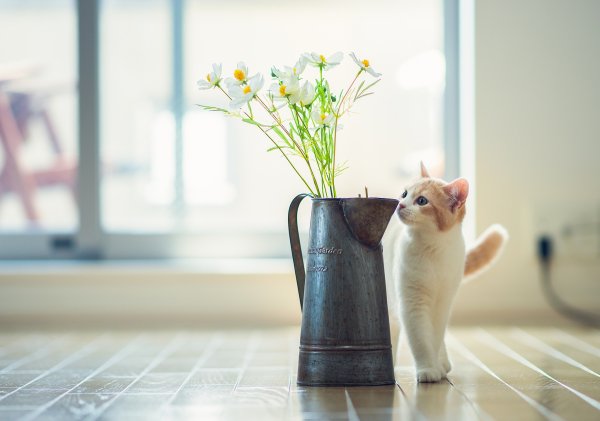 Ваза цветы и котенок
