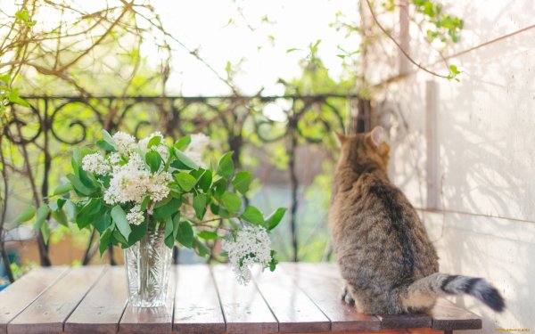 Коты в окне Весна