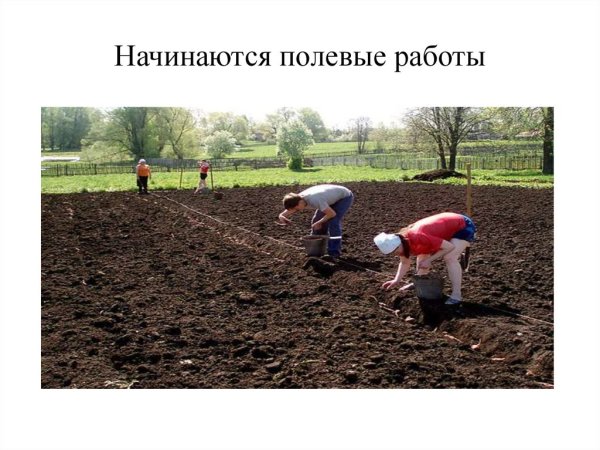 Трактор на посевной