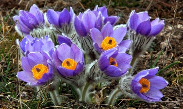 Первоцвет прострел