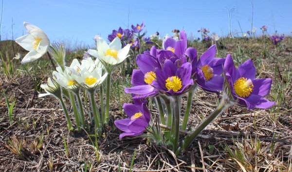 Прострел (Подснежник, сон-трава, Pulsatilla)