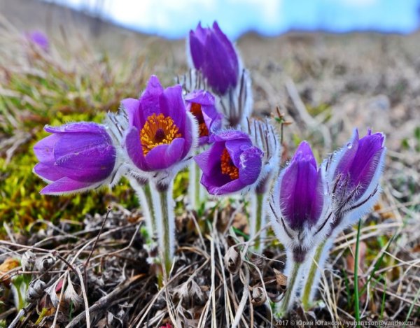 Колымские подснежники