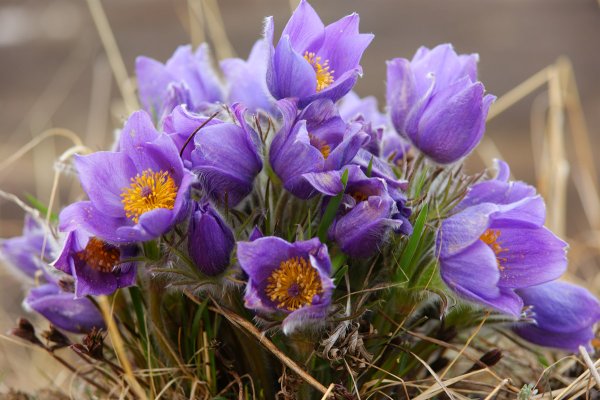 Прострел (Подснежник, сон-трава, Pulsatilla)