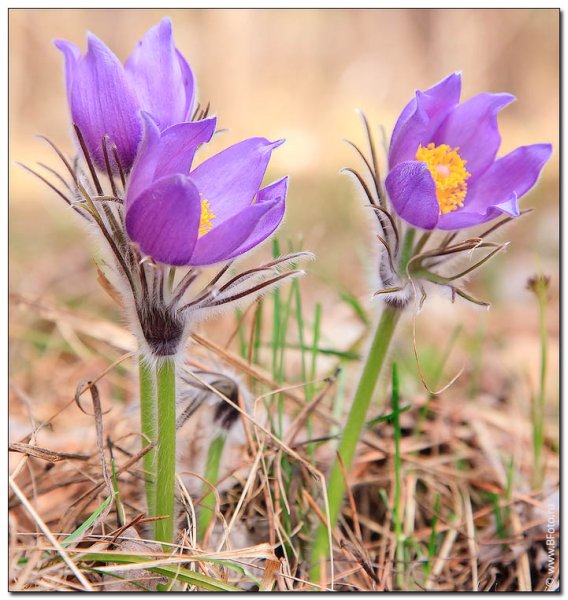 Сибирские Лесные подснежники