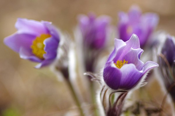 Подснежник Сибирский прострел