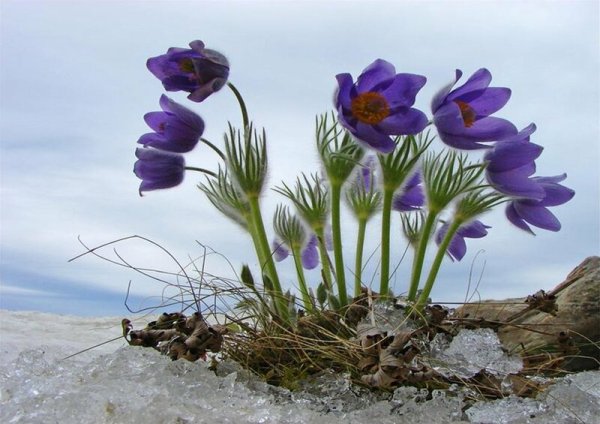 Подснежники Марий Эл