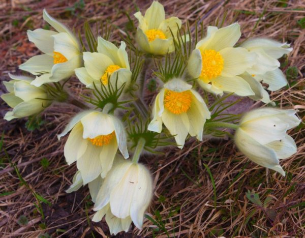 Прострел Алтайский