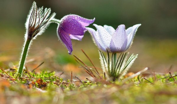 Подснежник Сибирский прострел