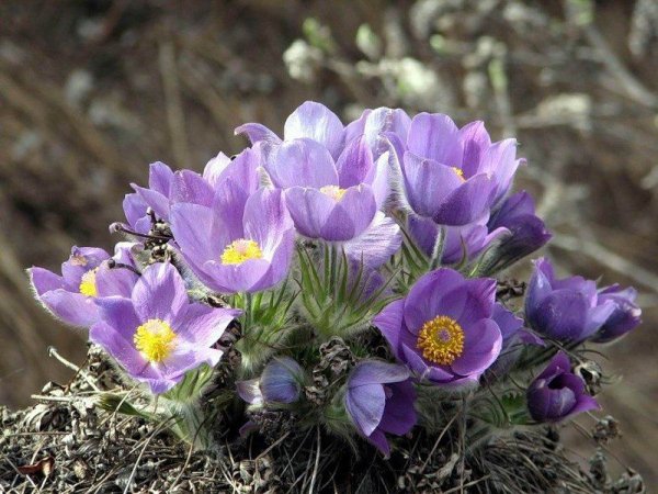 Сон-трава первоцвет подснежники