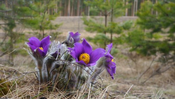 Подснежник Сибирский прострел