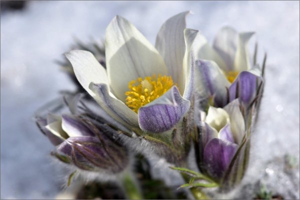 Прострел Крымский (сон-трава Крымская, Подснежный тюльпан)