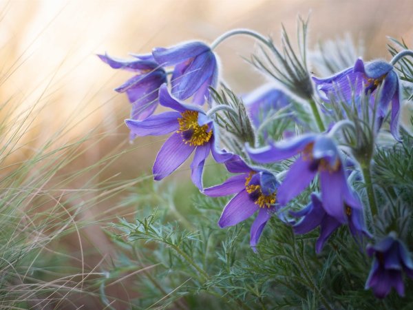 Подснежник Сибирский