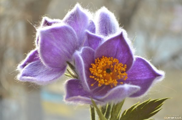 Крымские первоцветы сон трава