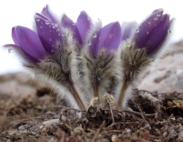 Прострел цветок красная книга