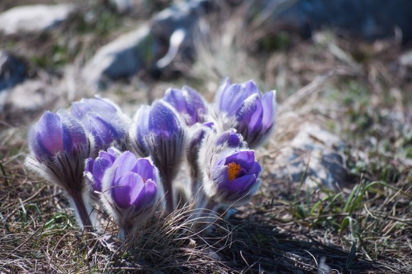 Первоцветы Тянь Шаня