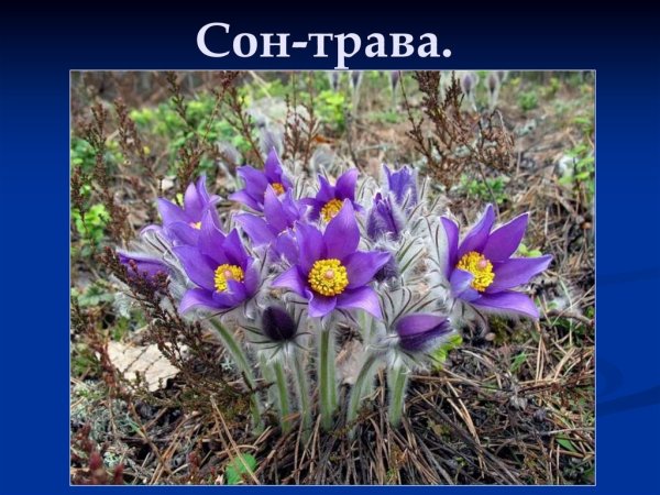 Подснежники на Байкале