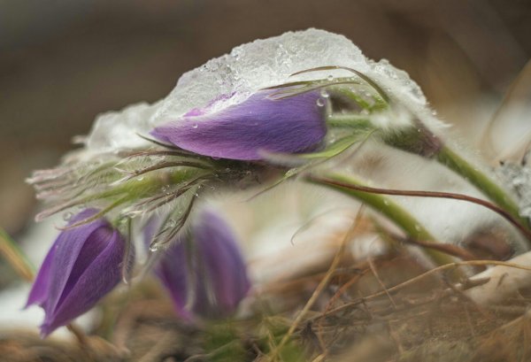 Прострел весенний сон-трава