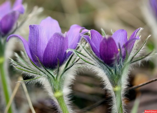 Прострел сон трава пушистый