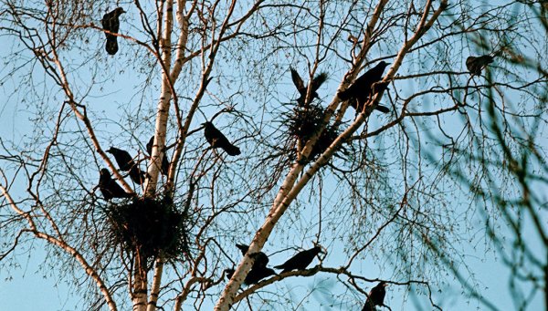 Рисование птицы прилетели