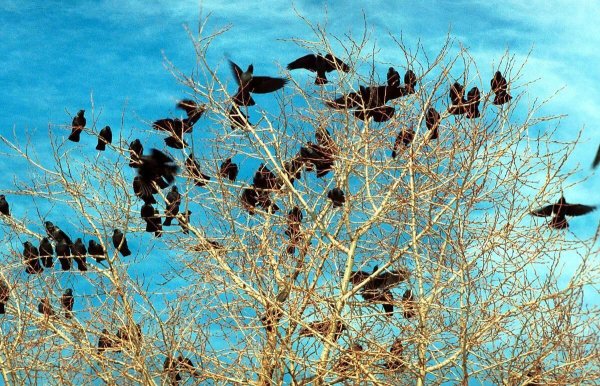 Скворцы на вербе