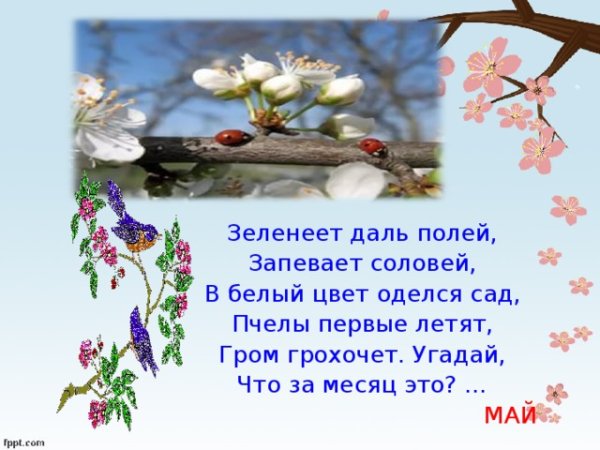 Зеленеет даль полей запевает Соловей