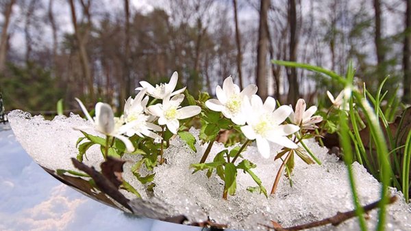 Природа Урала весной