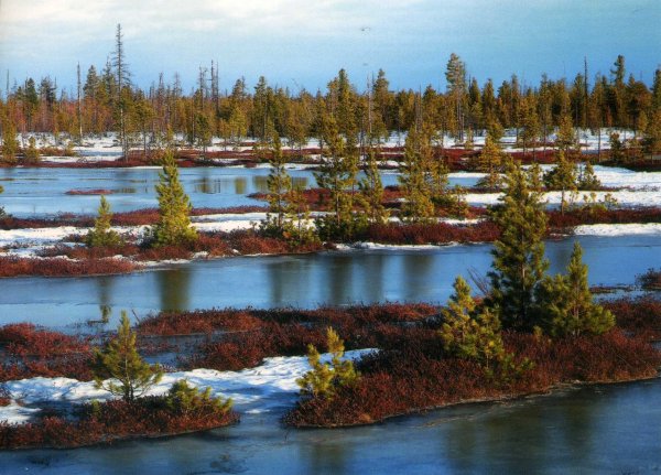 Растительный мир Норвегии