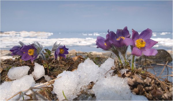Подснежники на Байкале