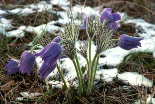 Подснежник Сибирский Медуница