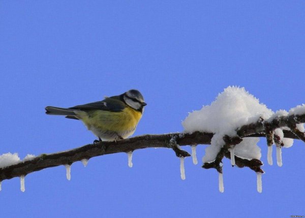 Птицы ранней весной