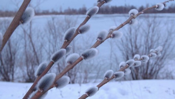 Верба в саду