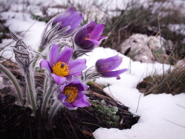 Март на севере