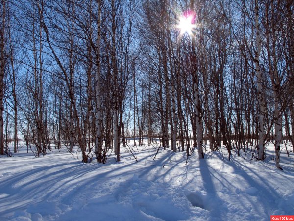 Первые ручьи и проталины в Новосибирске