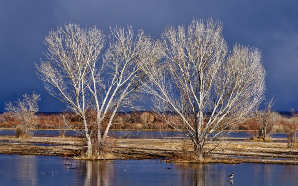 Деревья ранней весной