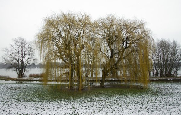 Половодье с ивой