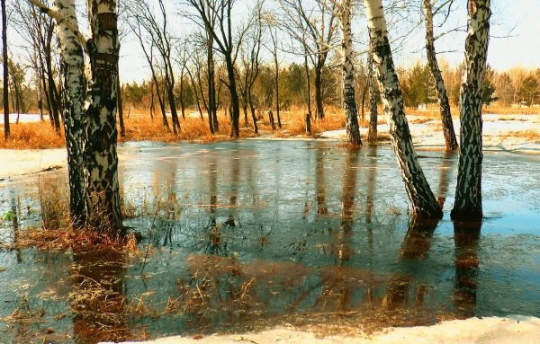 Весенний разлив в лесу