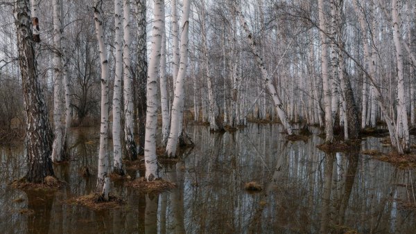 «Березы. Половодье» Шишкин