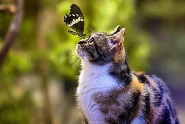 Котенок с бабочкой