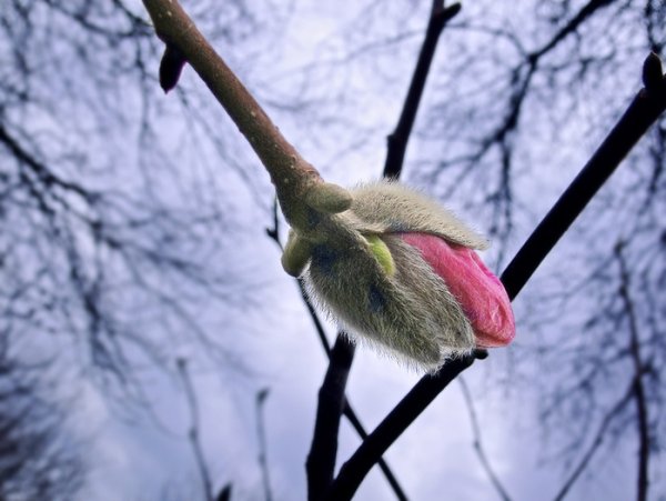 Девушка на ветке дерева