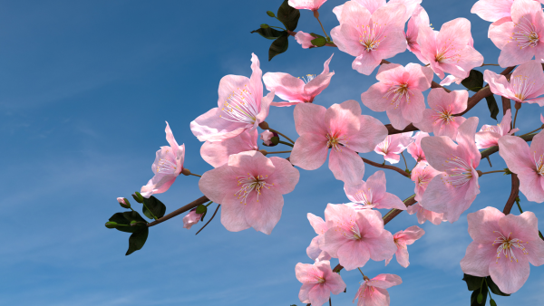 Цветущая черемуха