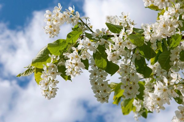 Пусть в душе цветет Весна