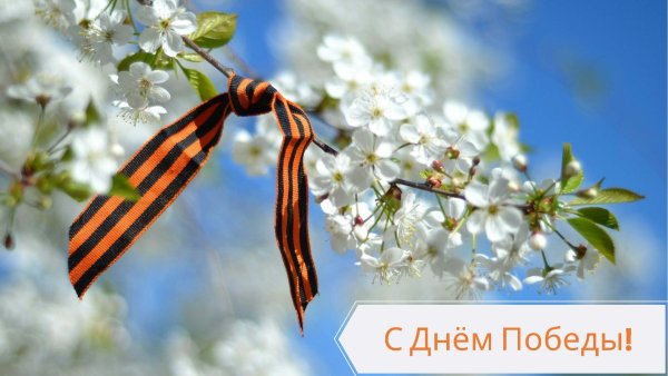 Весенние цветы и небо