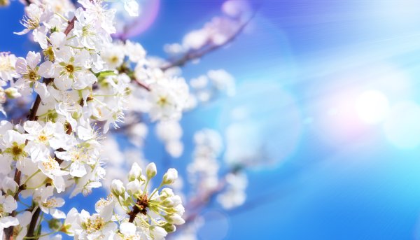 Цветы с георгиевской лентой