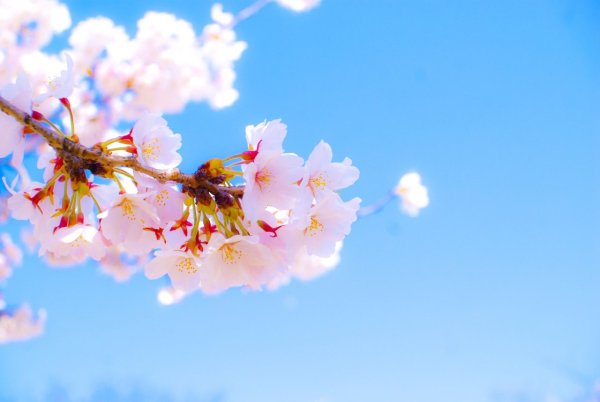 Майские цветы